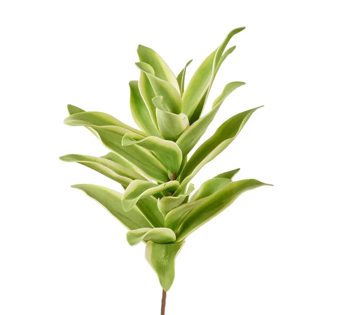 AGAVE MESSICANA (imballo 4 pz)